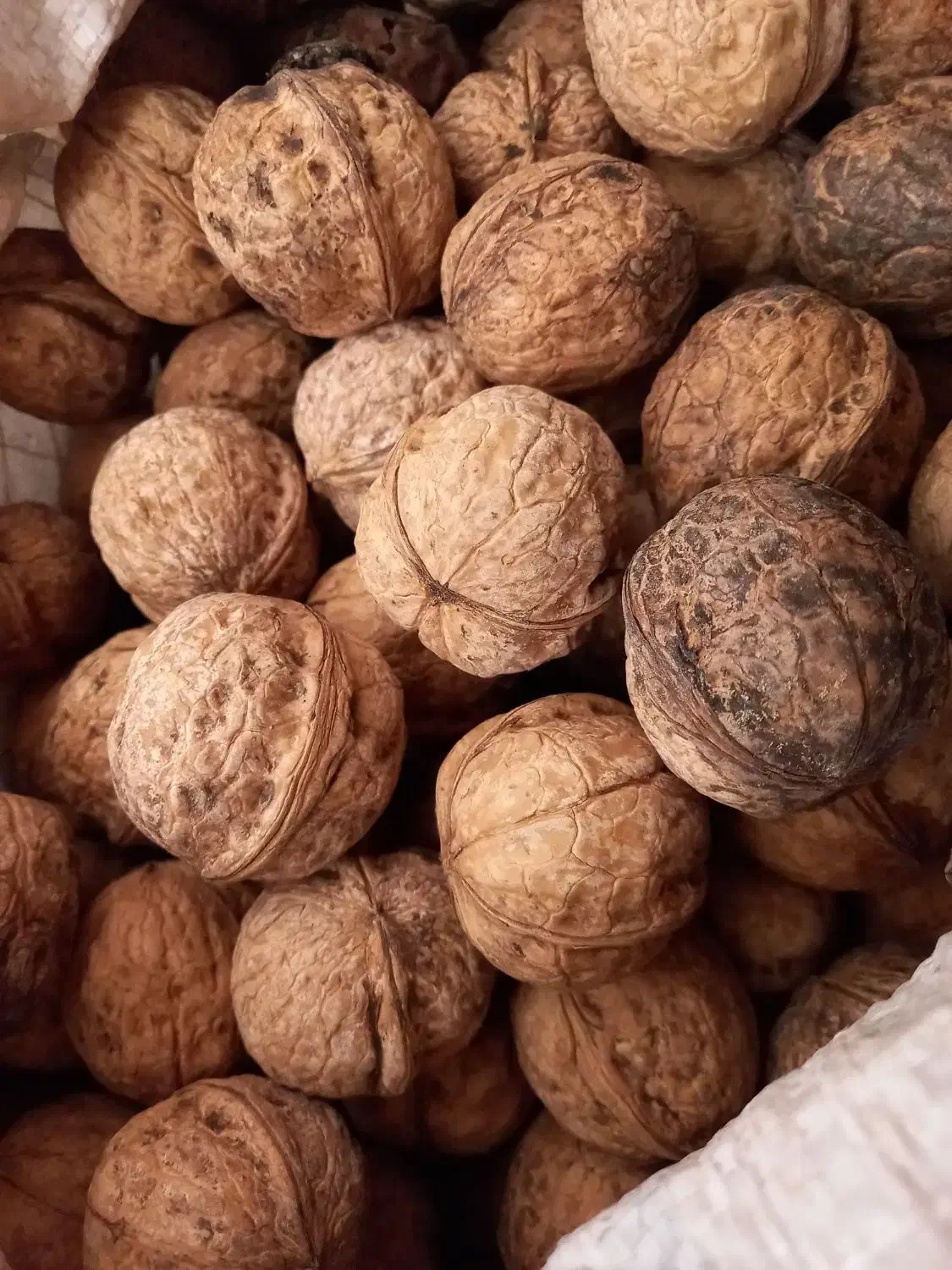 گردو|خوردنی و آشامیدنی|شیروان (خراسان), |دیوار