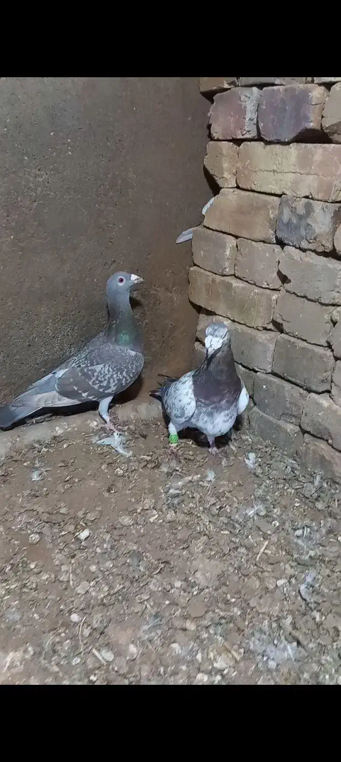 کبوتر هفرنگ|پرنده|الوند, |دیوار