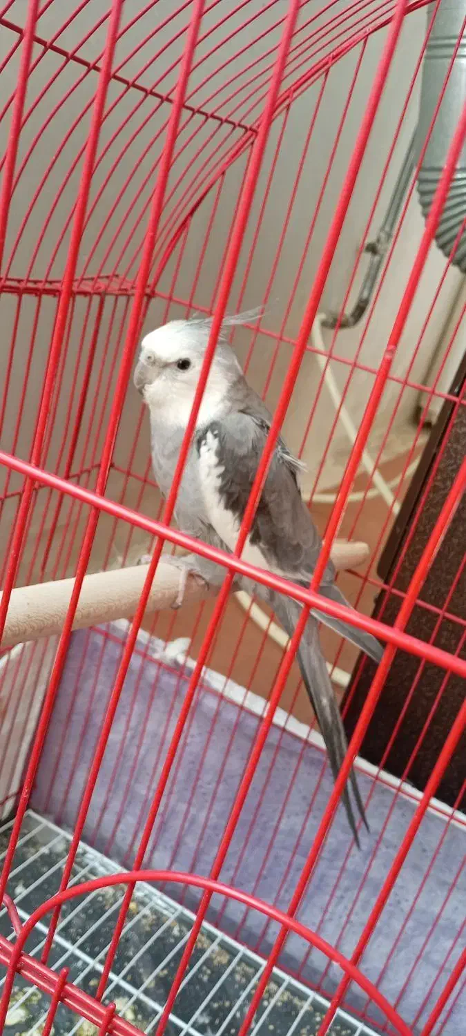 عروس هلندی|پرنده|نقده, |دیوار