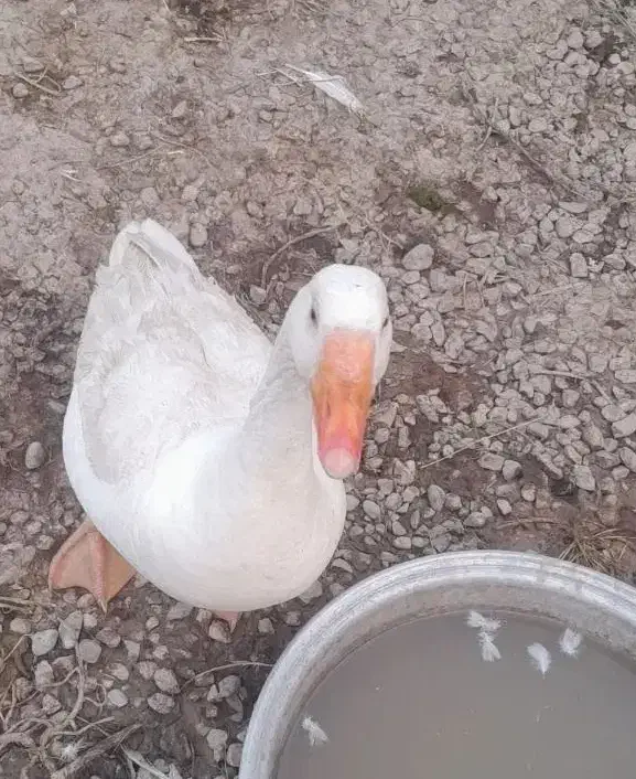 غاز ۴ عدد|حیوانات مزرعه|شوشتر, |دیوار