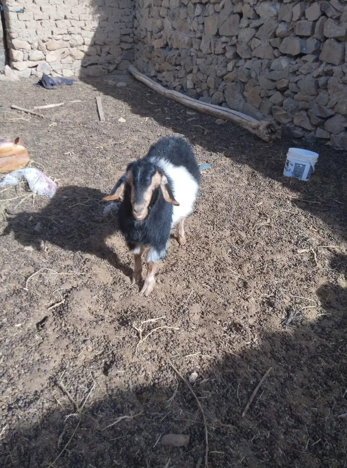 بزغاله نر چاق|حیوانات مزرعه|قهستان, |دیوار