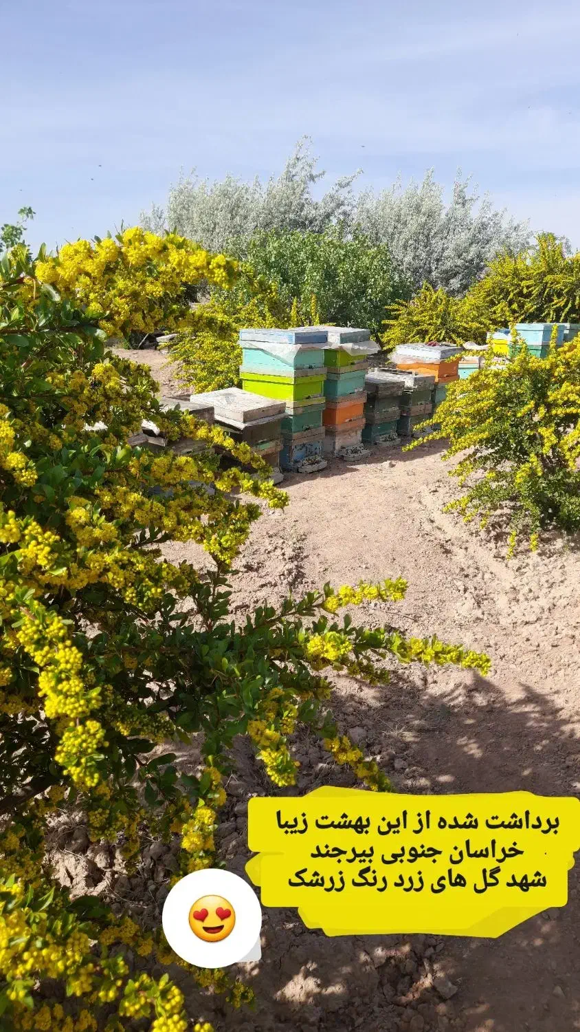 عسل زرشک|خوردنی و آشامیدنی|جلگه رخ, |دیوار