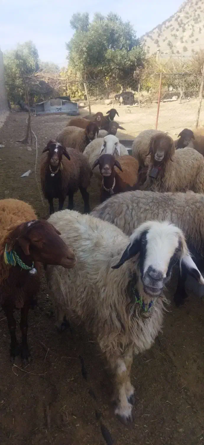 میش افشاری|حیوانات مزرعه|دزپارت, |دیوار