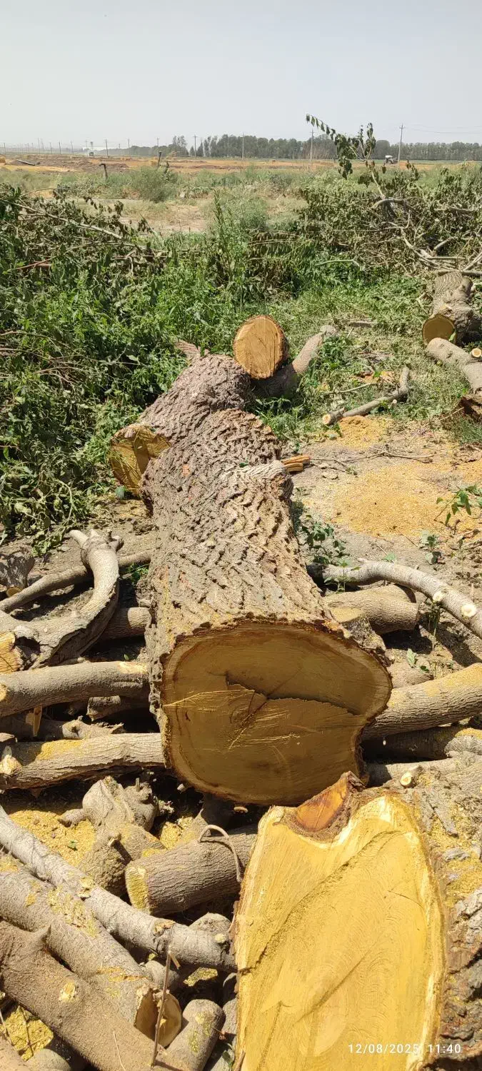 خرید انواع درخت و چوب|خدمات باغبانی و درختکاری|قزوین, |دیوار