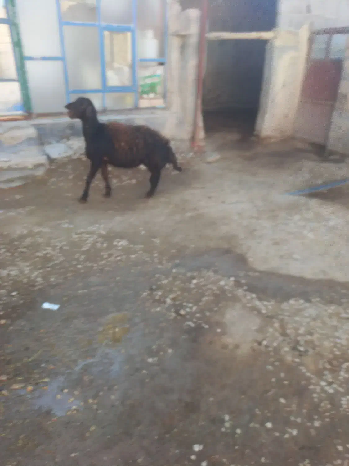 بره قوچ افشاری|حیوانات مزرعه|شیرین‌سو, |دیوار