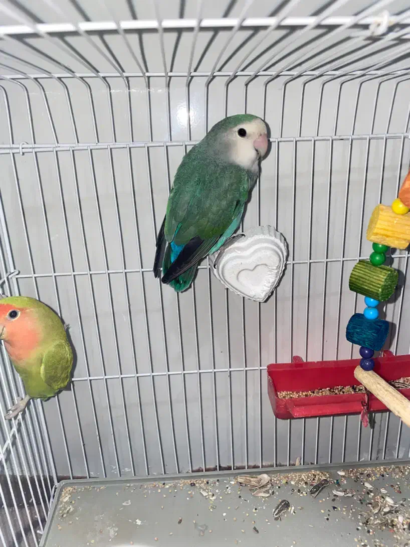 برزیلی|پرنده|بندرلنگه, |دیوار