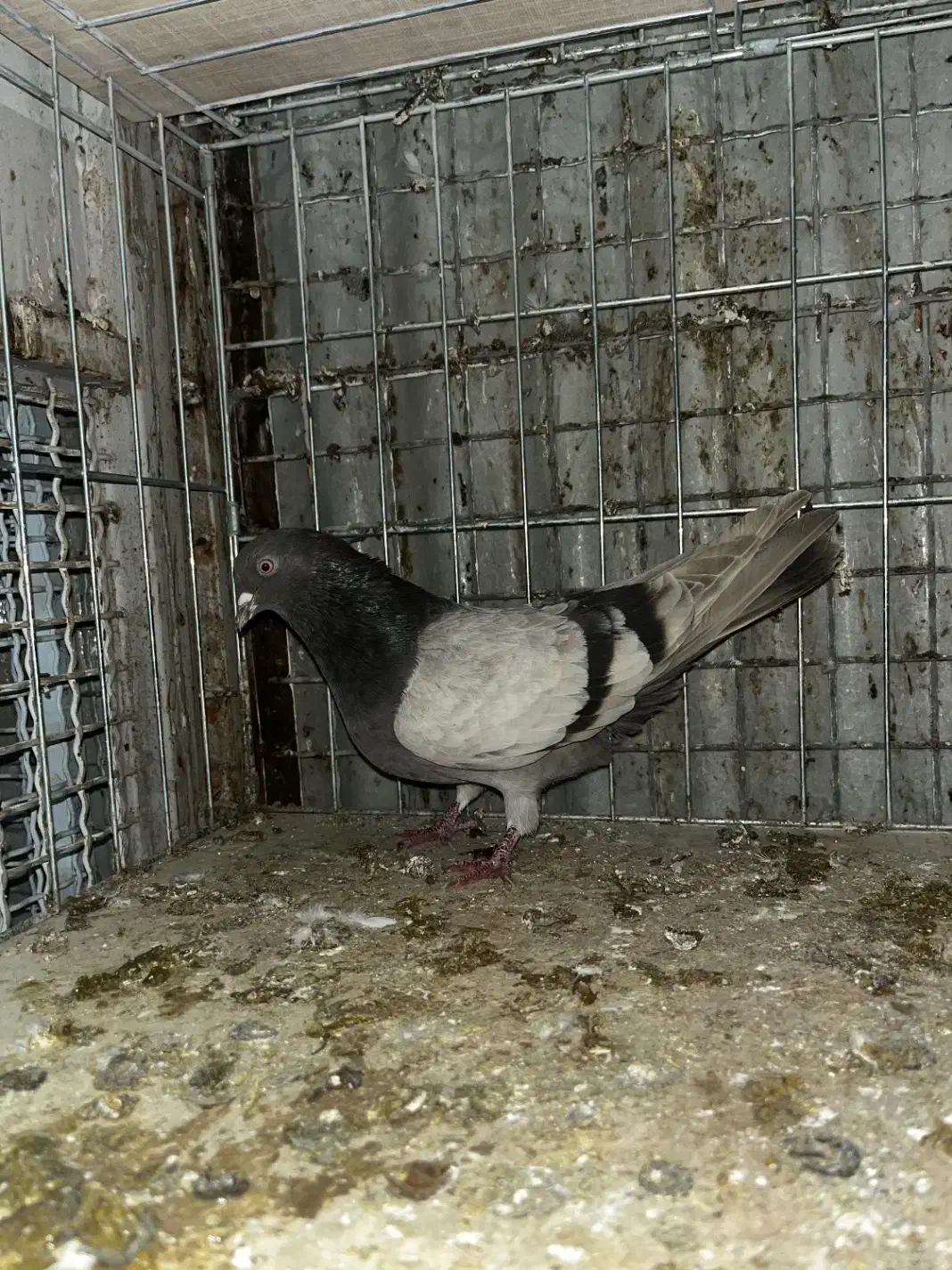 کبوتر|پرنده|تهران, مسگرآباد|دیوار