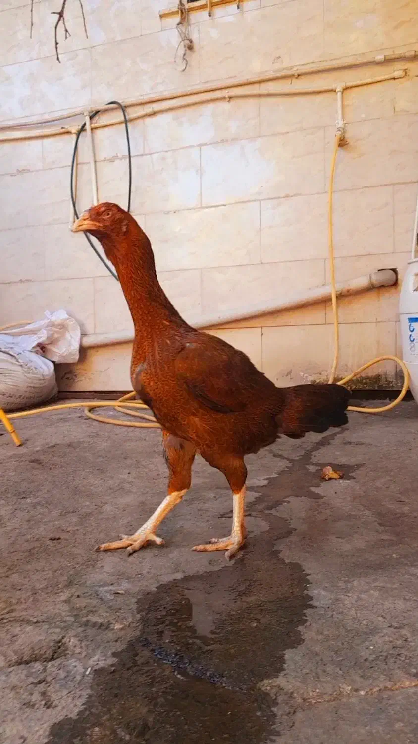 مرغ لاری|حیوانات مزرعه|مزرعه کتول, |دیوار