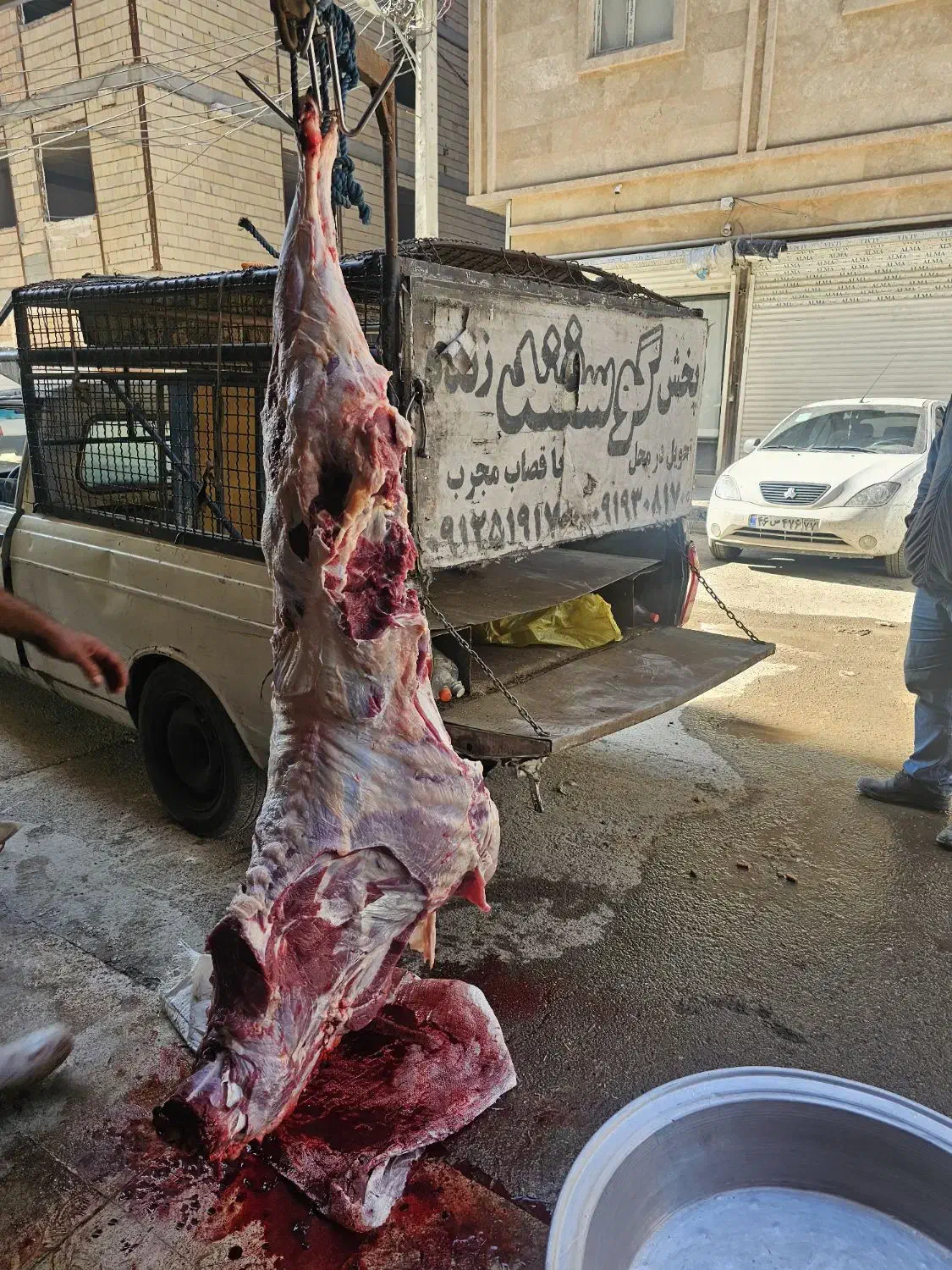 گوسفند زنده تمام نقاط تهران سرویس رایگان|حیوانات مزرعه|تهران, صادقیه|دیوار