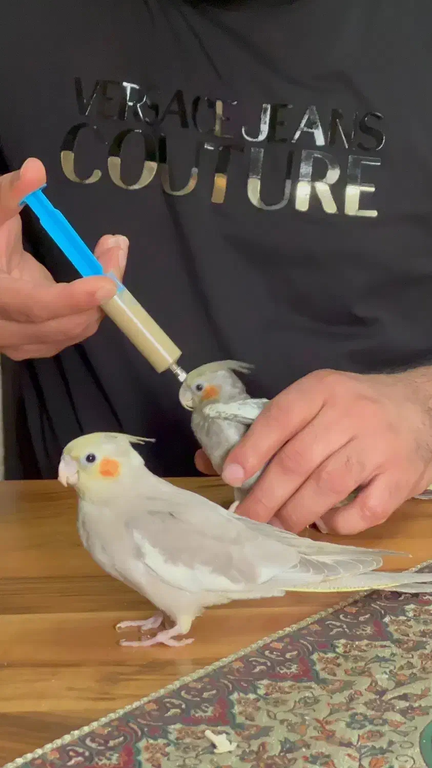 پرنده /طوطی عروس|پرنده|آمل, |دیوار