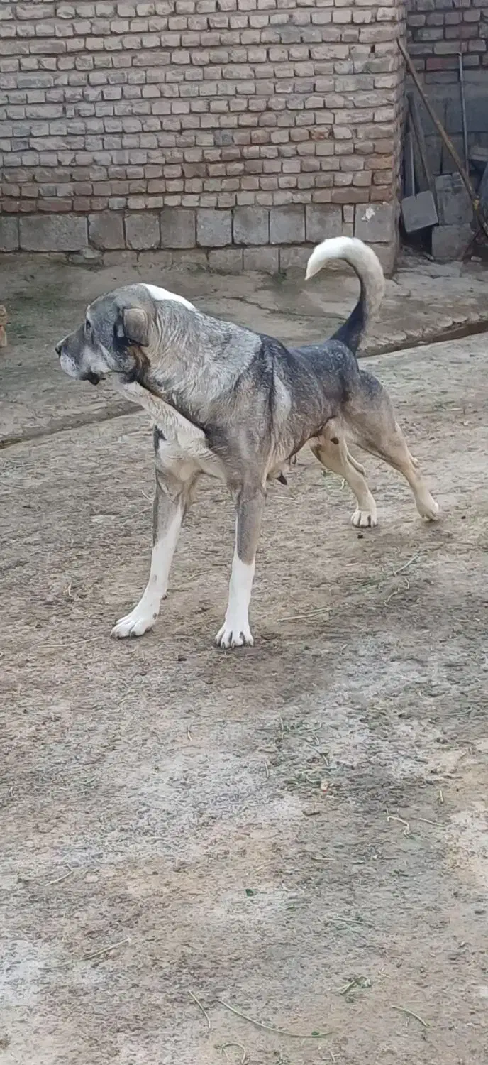 سگ پژدر|سگ|میاندوآب, |دیوار