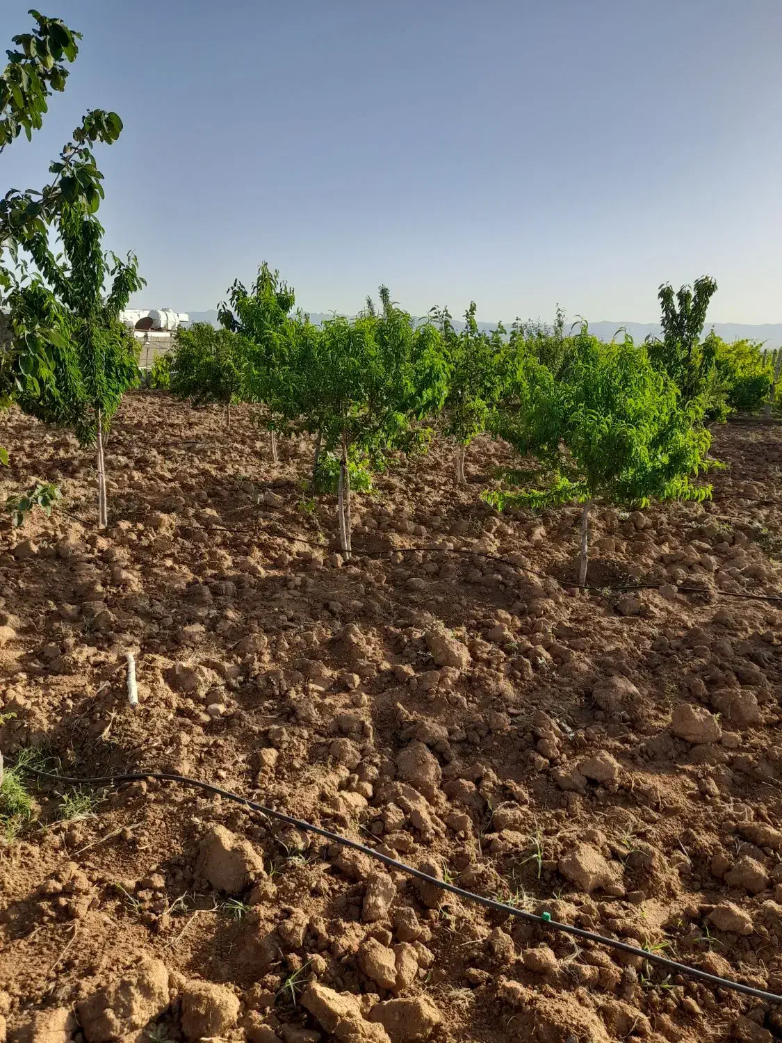 باغ فروشی معاوضه با ماشین|فروش خانه و ویلا|ابهر, |دیوار