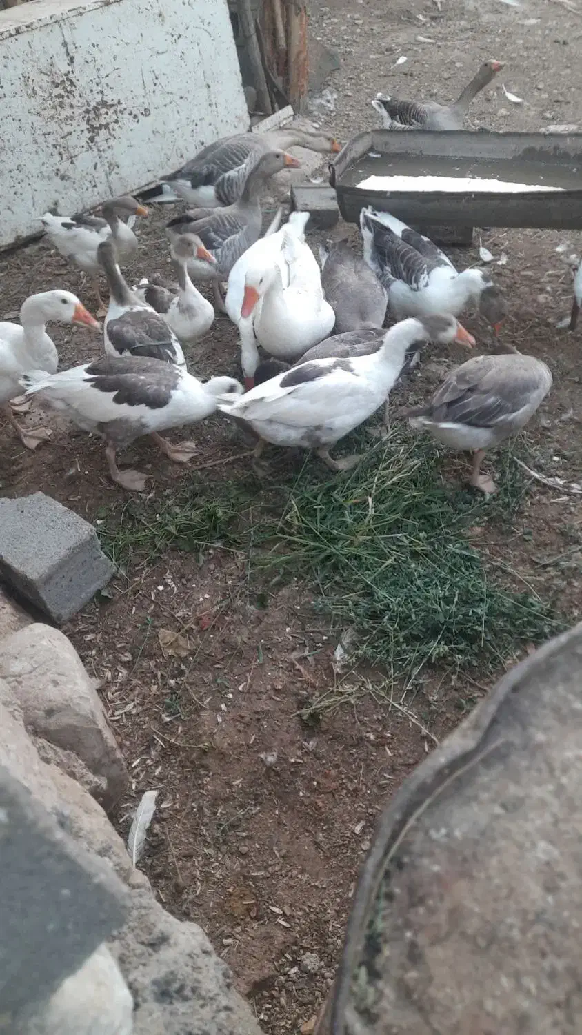 غاز امسال تر و تمیز آماده فروش نزدیک ب تخم گذاری|حیوانات مزرعه|یاسوج, |دیوار