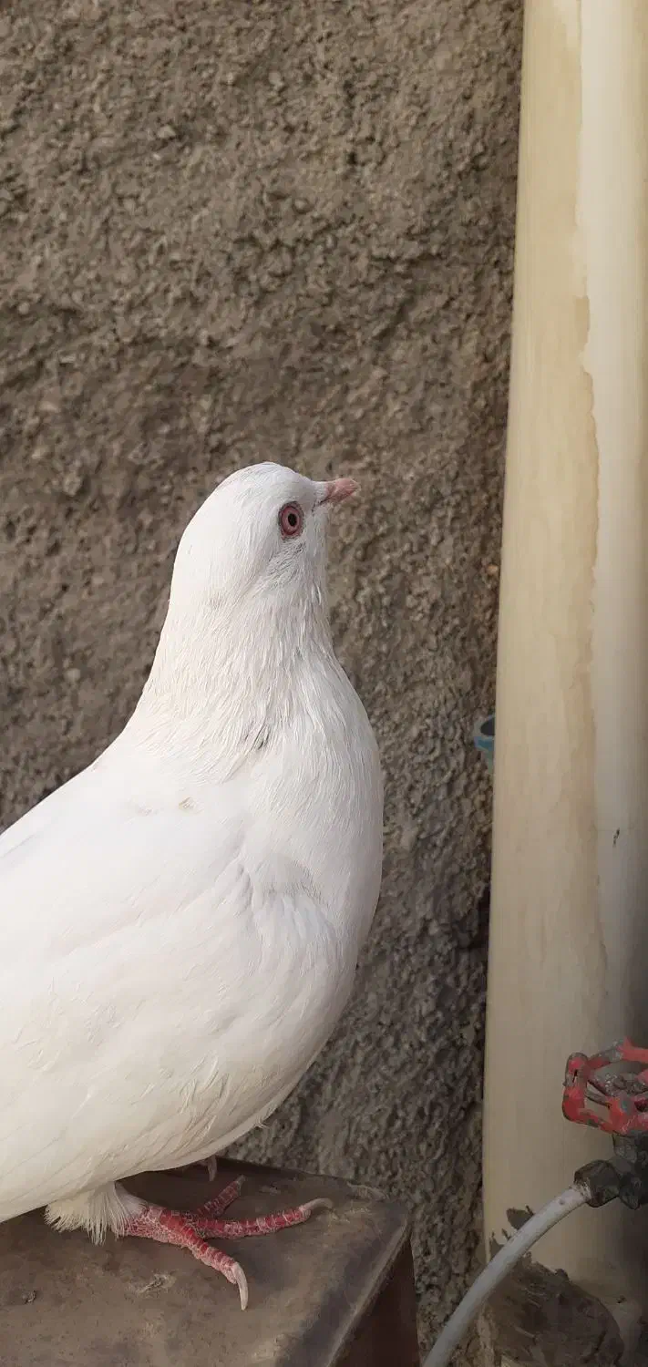 کبوتر باخت رفته|پرنده|آبیک, |دیوار