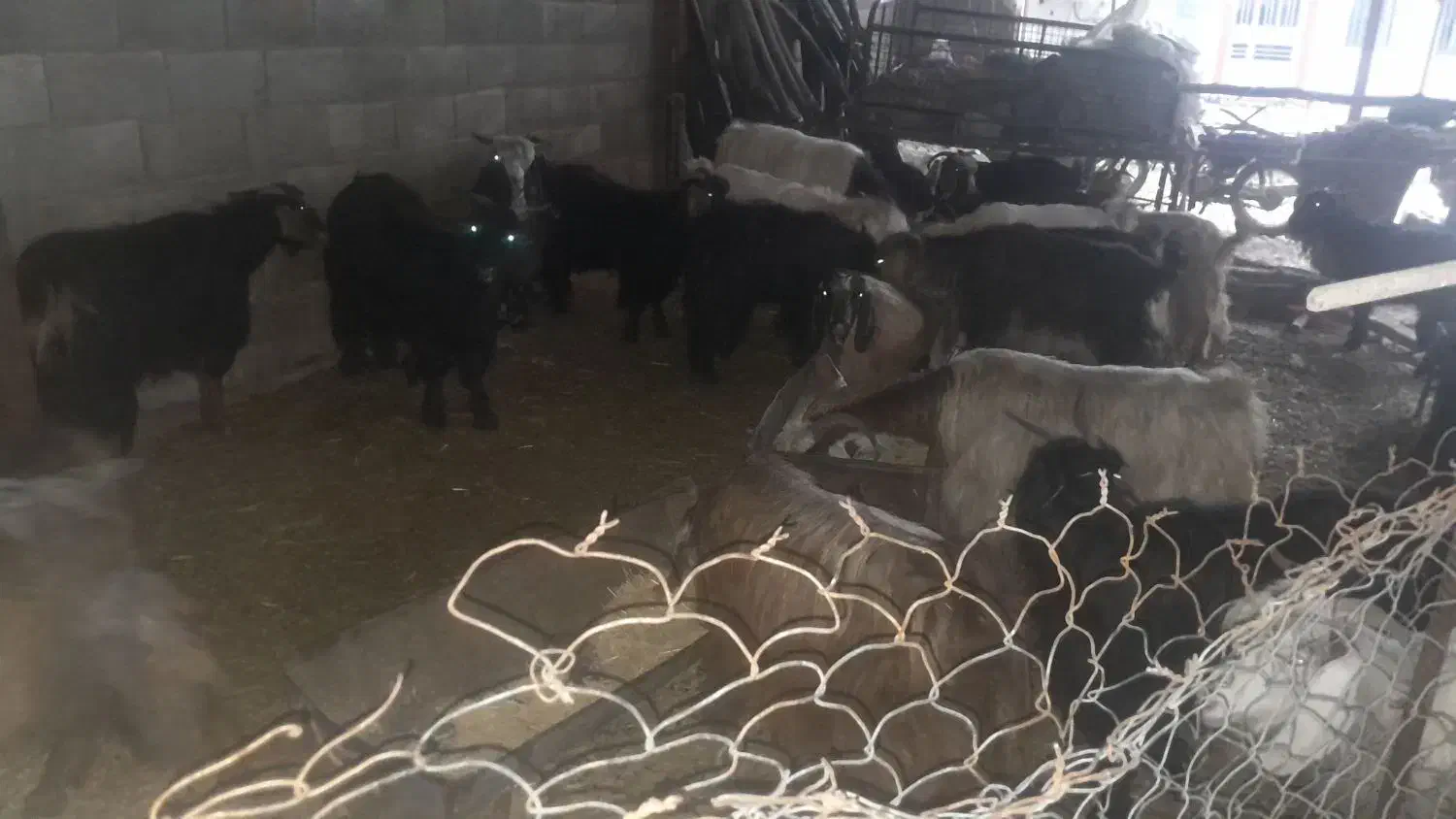 بزوبزغاله زرانگوش|حیوانات مزرعه|هندمینی, |دیوار