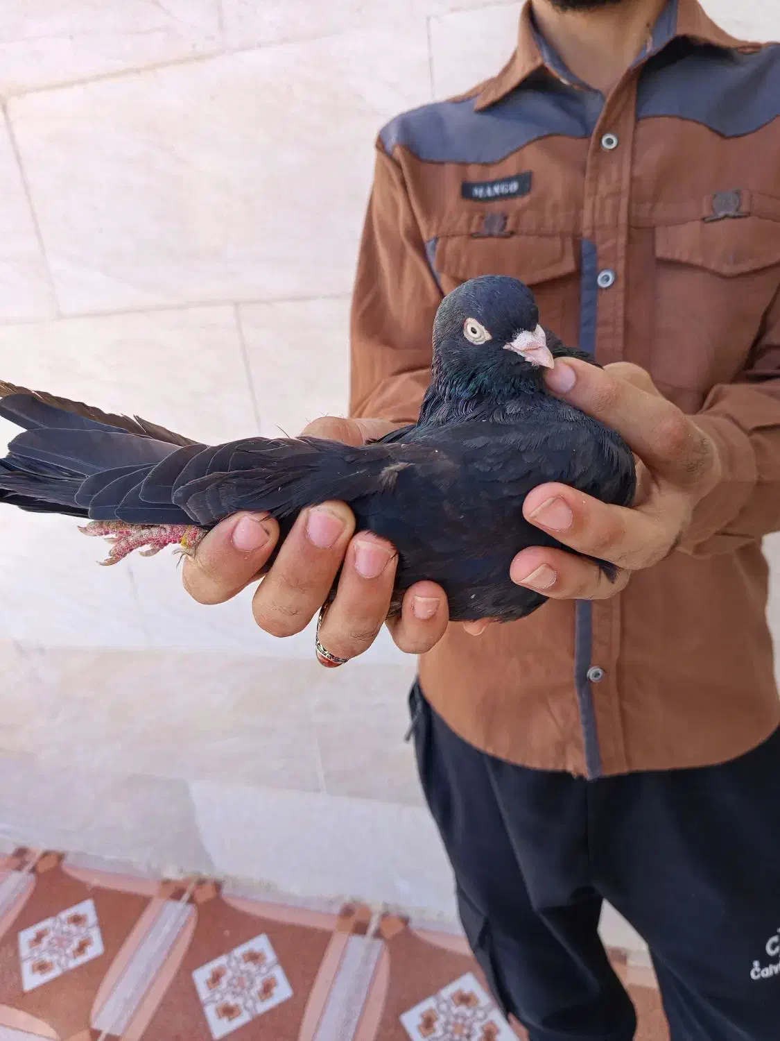 نر سیاه هندی در رامشیر|پرنده|بندر ماهشهر, |دیوار