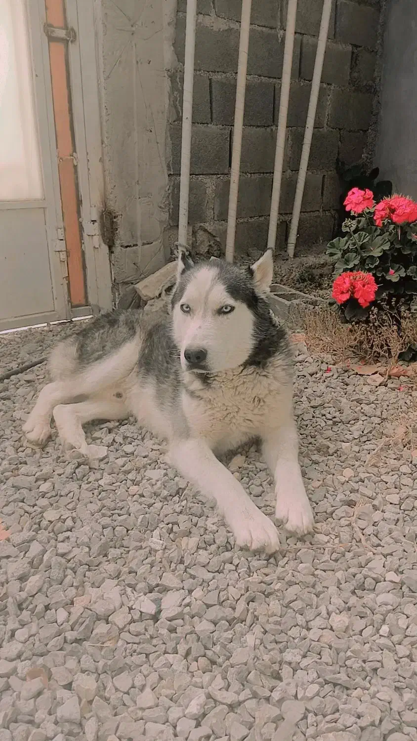 سگ هاسکی تعلیم دیده گوش بگیر|سگ|یاسوج, |دیوار