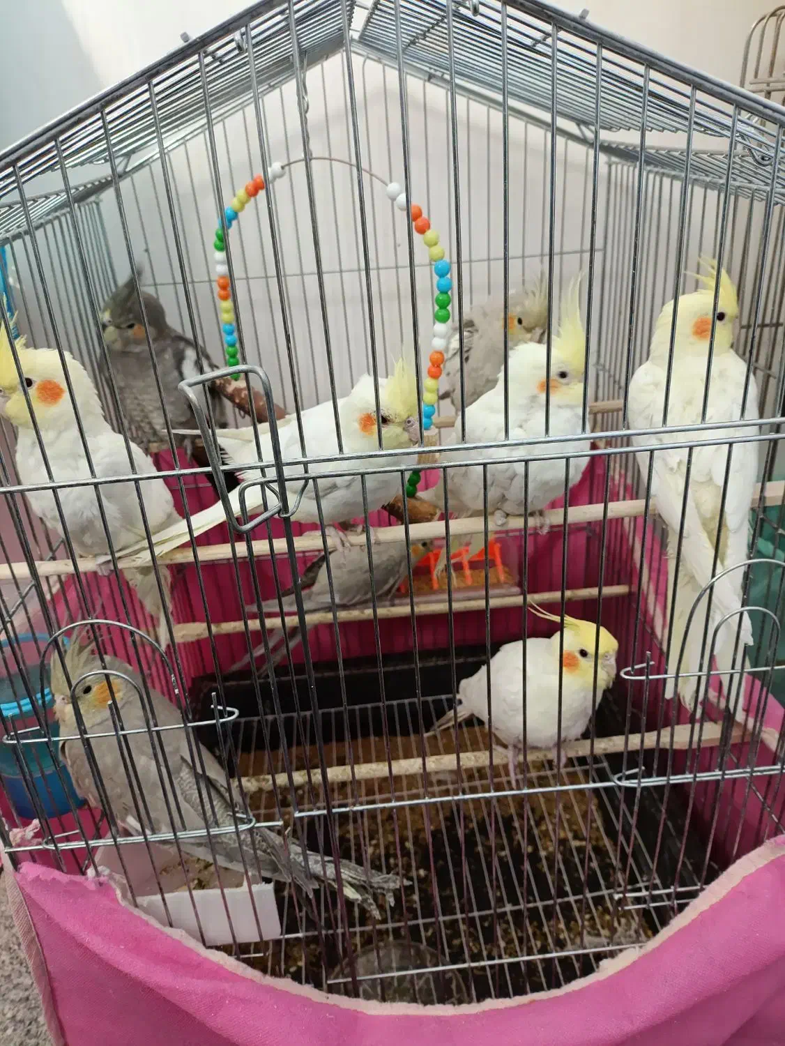 عروس هلندی و مرغ عشق|پرنده|خمینی‌شهر, |دیوار