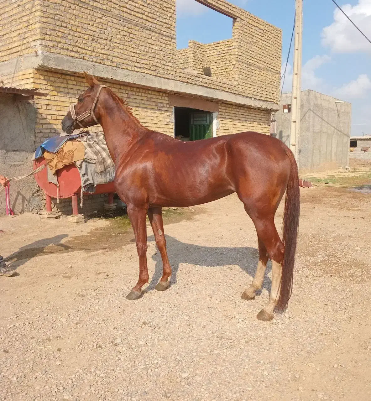 مادیون ترکمن ۴ ساله فروشی|اسب و تجهیزات اسب‌سواری|شاهرود, |دیوار