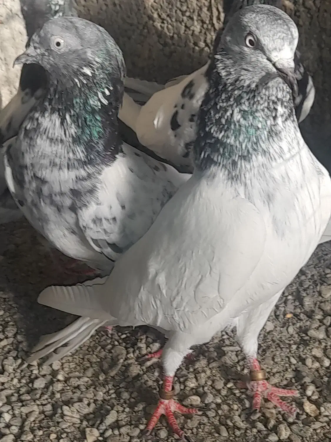 کبوتر کفتر|پرنده|ایرانشهر, |دیوار