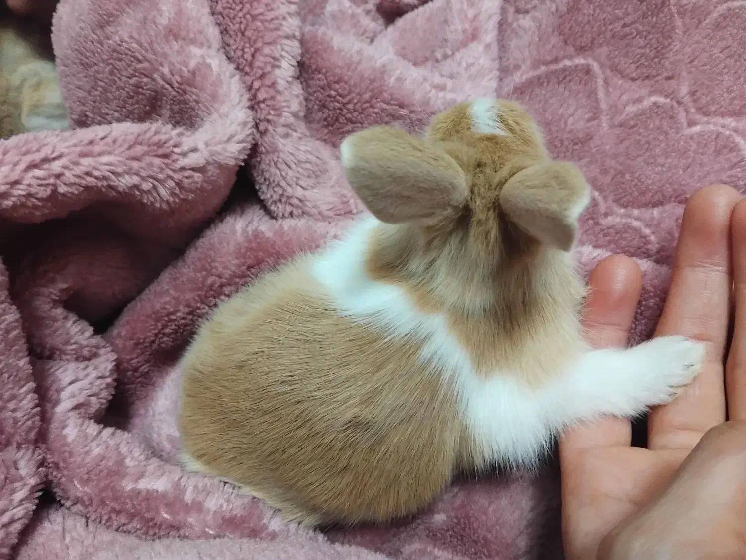 بچه خرگوش و خرگوش نر و ماده|موش و خرگوش|سیاهکل, |دیوار