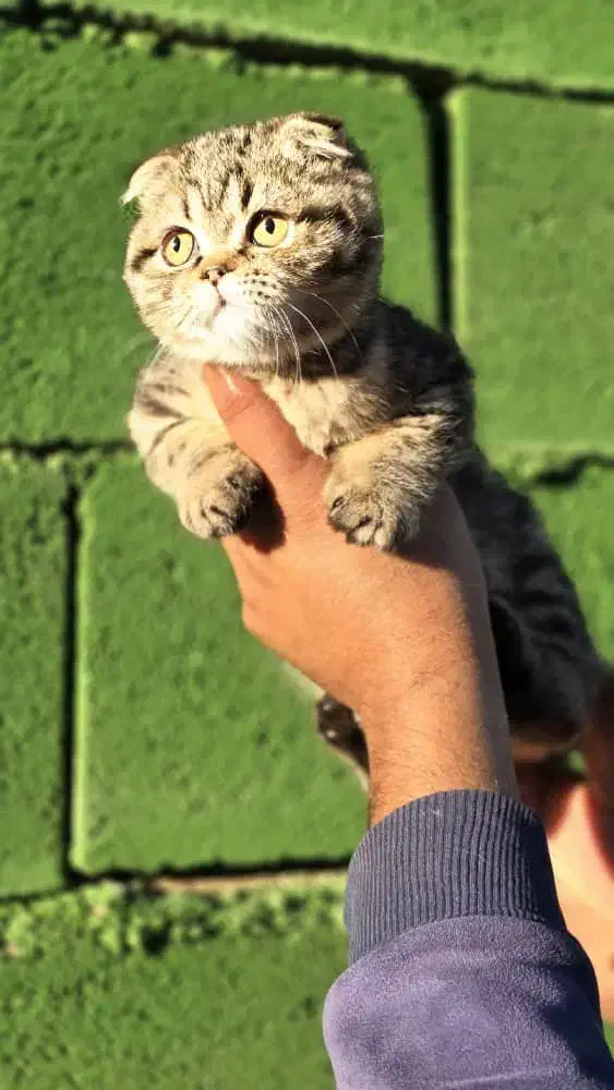 حیوانات خانگی|سگ|صدرا-فارس, فاز ۱|دیوار