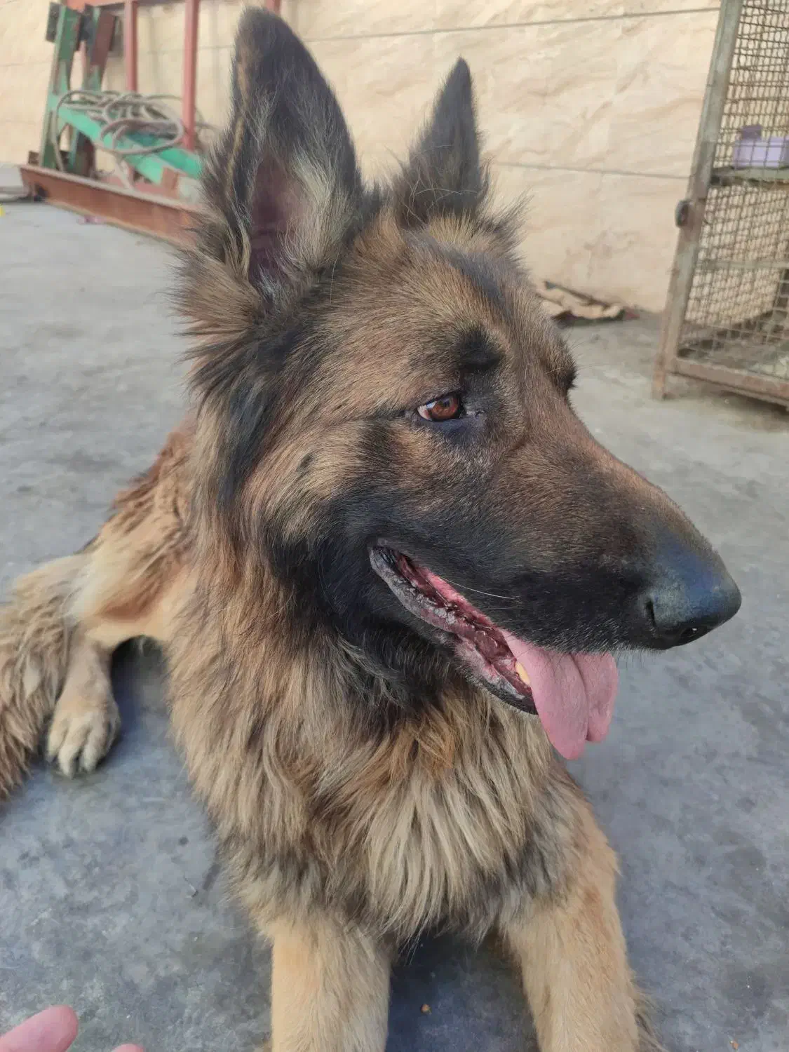 ژرمن شولاین|سگ|ورامین, خیر آباد|دیوار