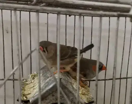 دو عدد فنچ کینگ|پرنده|قوچان, |دیوار