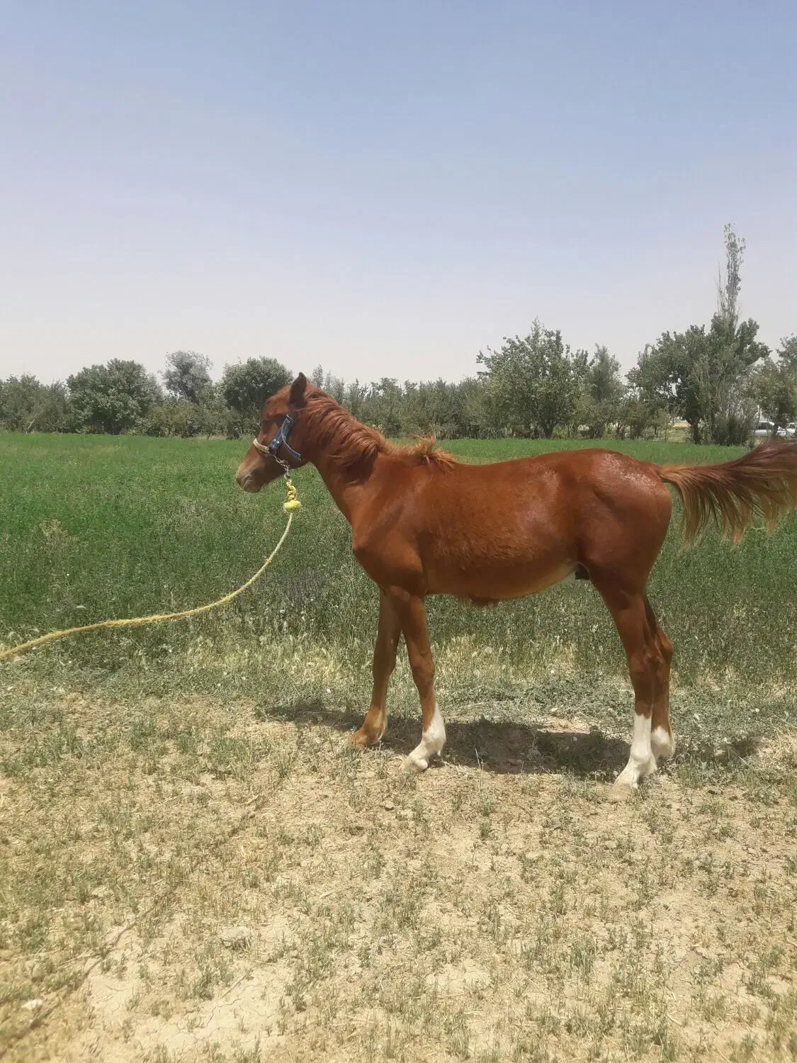 به دلیل نداشتن جا|اسب و تجهیزات اسبسواری|کبودرآهنگ, |دیوار