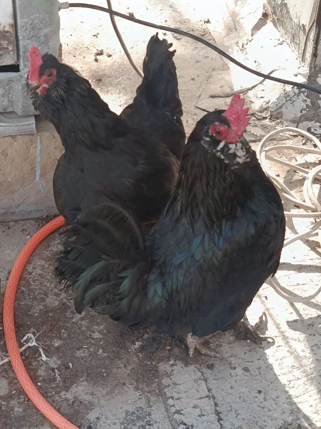 مرغ خانگی|حیوانات مزرعه|شهریار, دهشاد بالا|دیوار