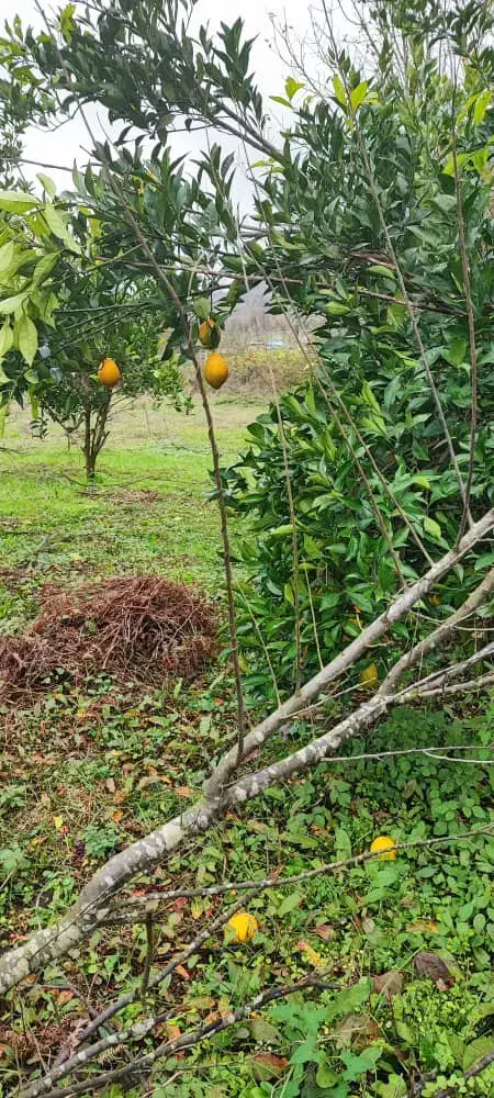 42000هزارمتر باغی مسکونی استخر گیلان|فروش خانه و ویلا|احمدسرگوراب, |دیوار