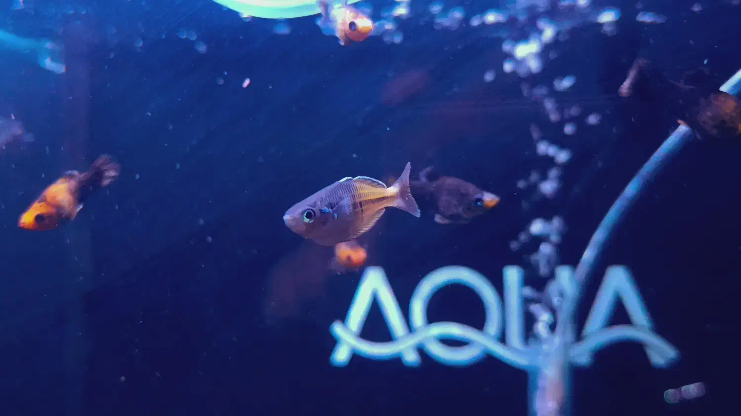 رینبو بوسمانی صیدی|ماهی|کرمان, |دیوار