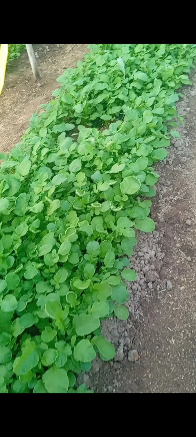 فروش ویژه اسفناج و ترپ|خوردنی و آشامیدنی|خوی, |دیوار