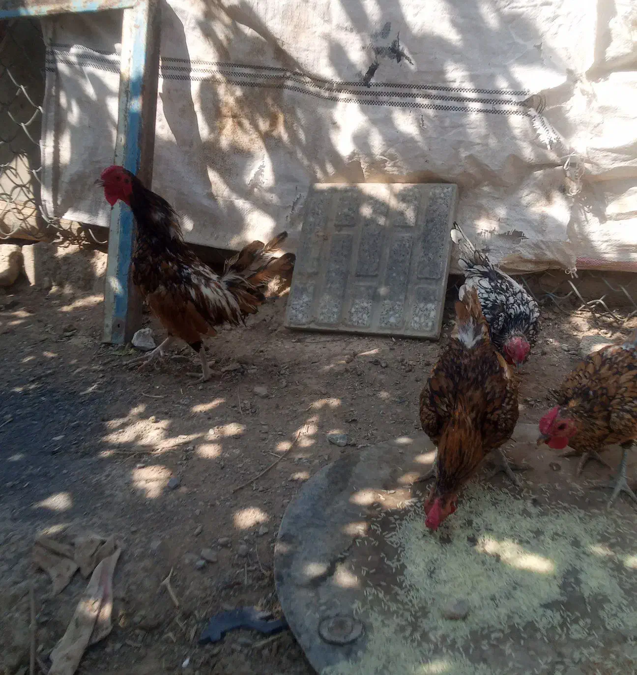 خروس زینتی سبیرایت|حیوانات مزرعه|کمیجان, |دیوار