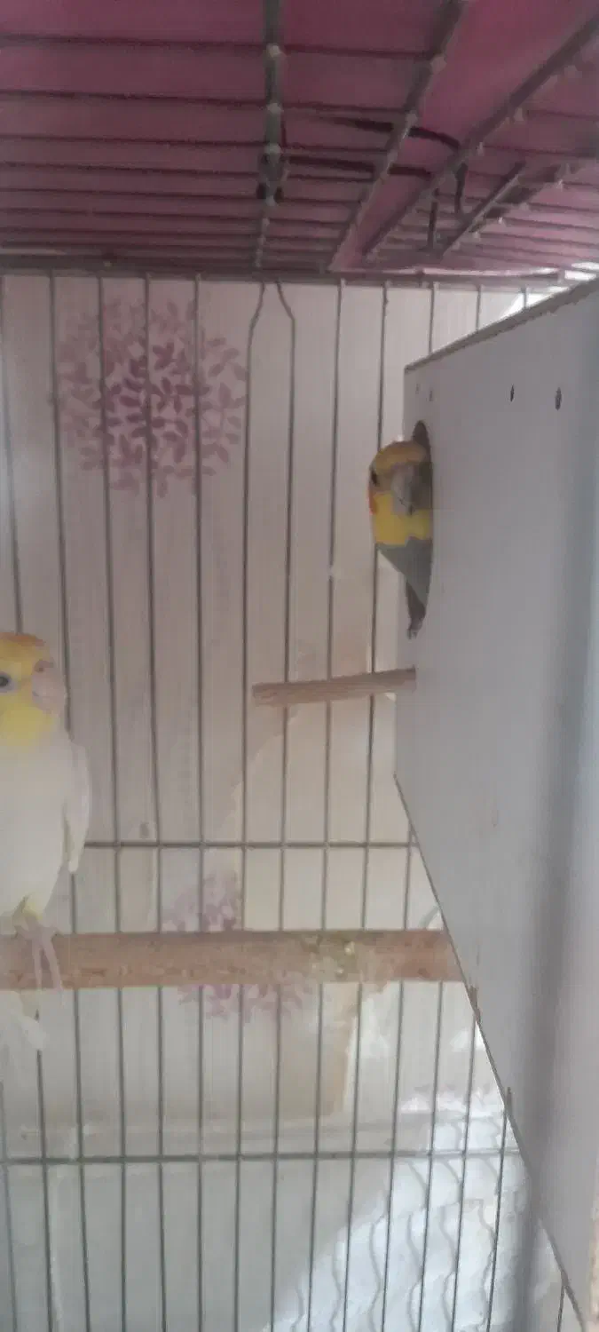 طوطی عروس و مرغ عشق|پرنده|قزوین, |دیوار