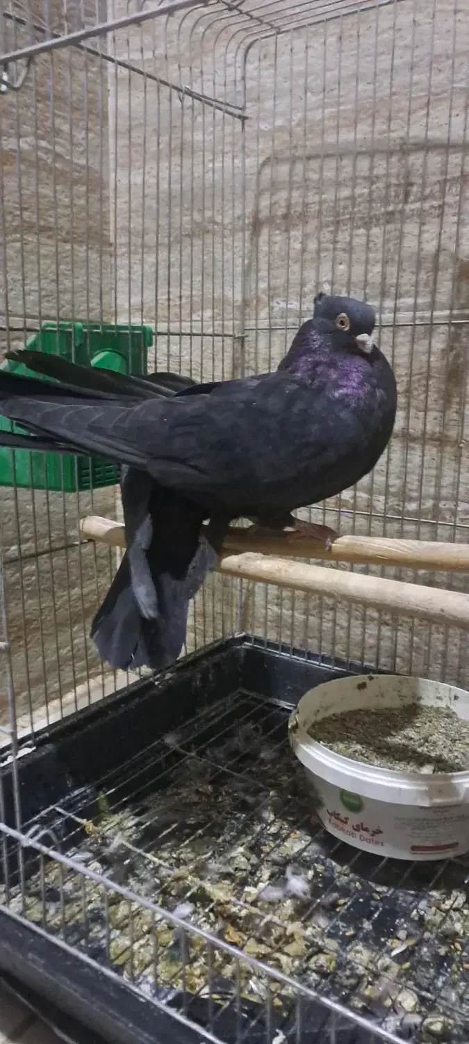 کبوتر زاغ صرب|پرنده|قدس, شهرک دانش|دیوار