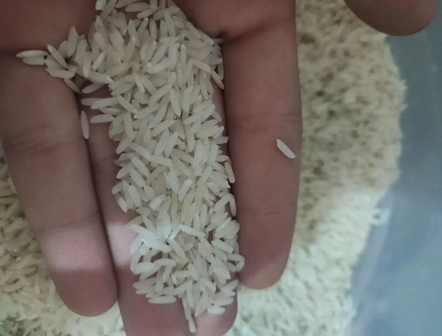 برنج هاشمی درجه یک|خوردنی و آشامیدنی|پارسآباد, |دیوار