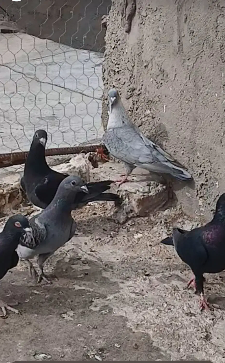 موشی نقره ای|حراج|الوند, |دیوار