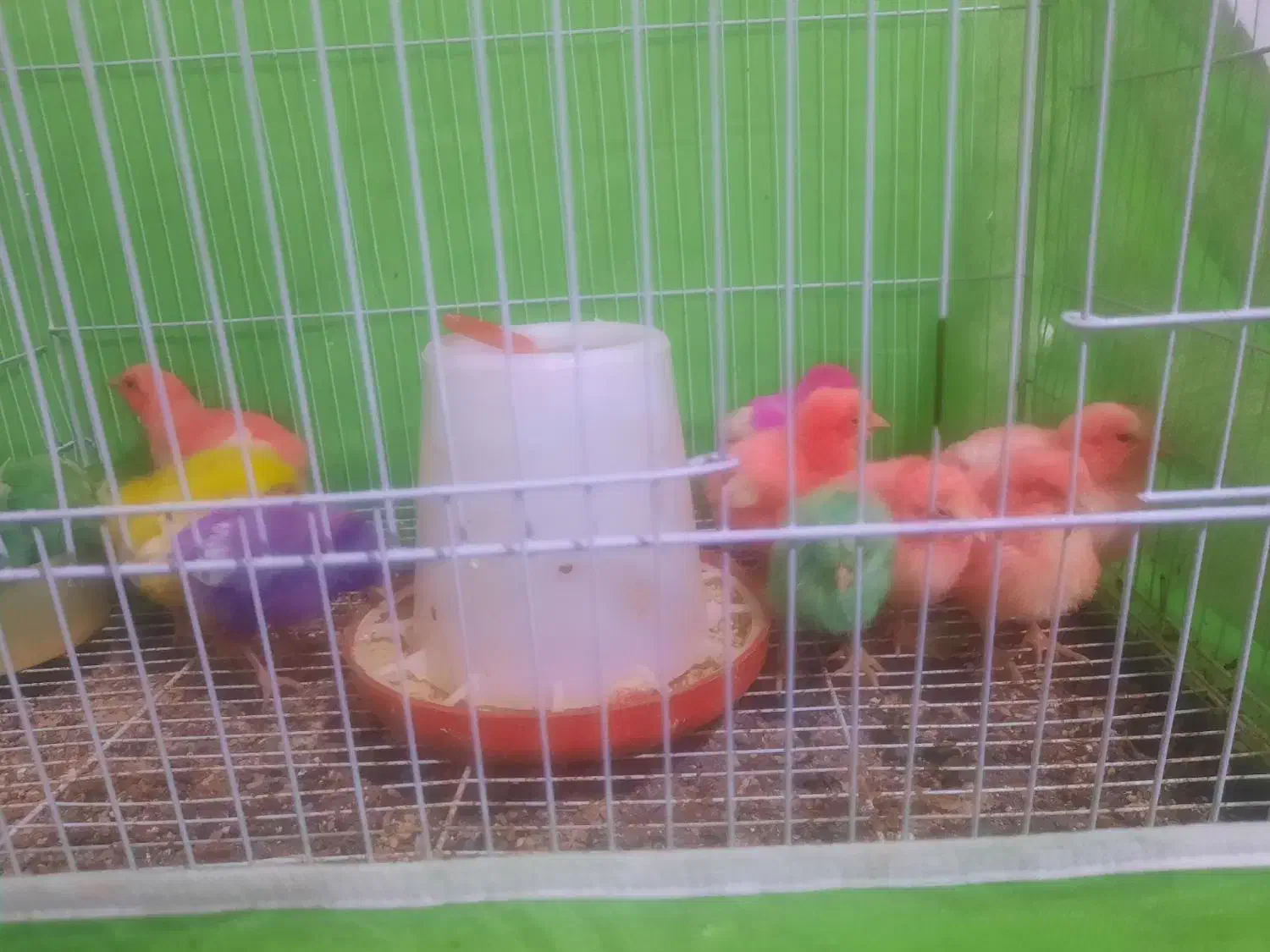 جوجه رنگی .|حیوانات مزرعه|نیشابور, بنیاد شهید|دیوار