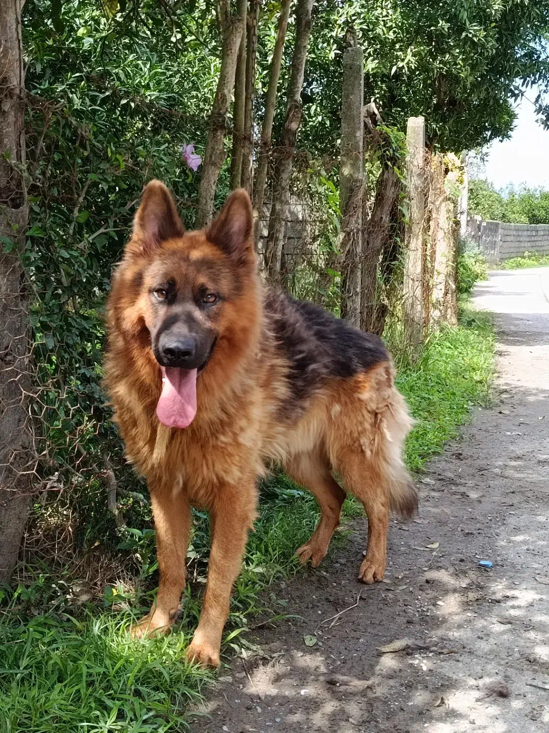 سگ ژرمن شپرد قیمت ۲۵۰۰ ولی راهم میام|سگ|سلمان‌شهر, |دیوار