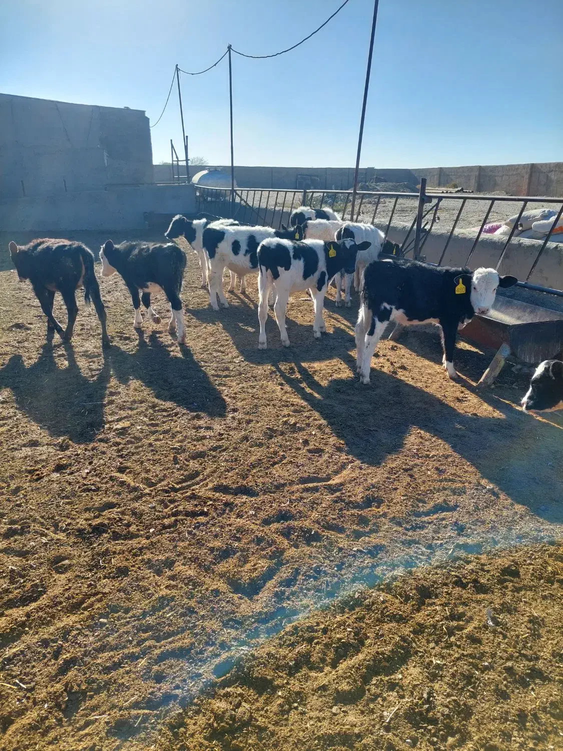 گوساله ماده صنعتی|حیوانات مزرعه|نیشابور, شهرآرا|دیوار