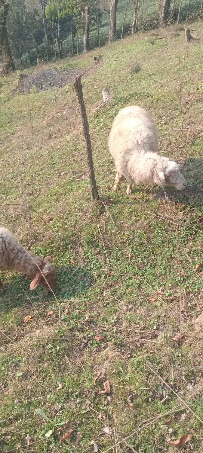 گوسفند|حیوانات مزرعه|سیاهکل, |دیوار