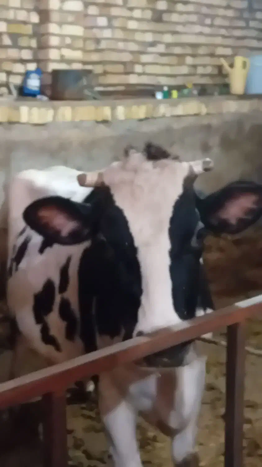 ماده گاو شیری|حیوانات مزرعه|قیدار, |دیوار