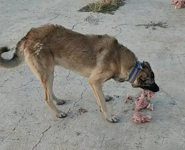 سگ سراب|سگ|سنقر, |دیوار