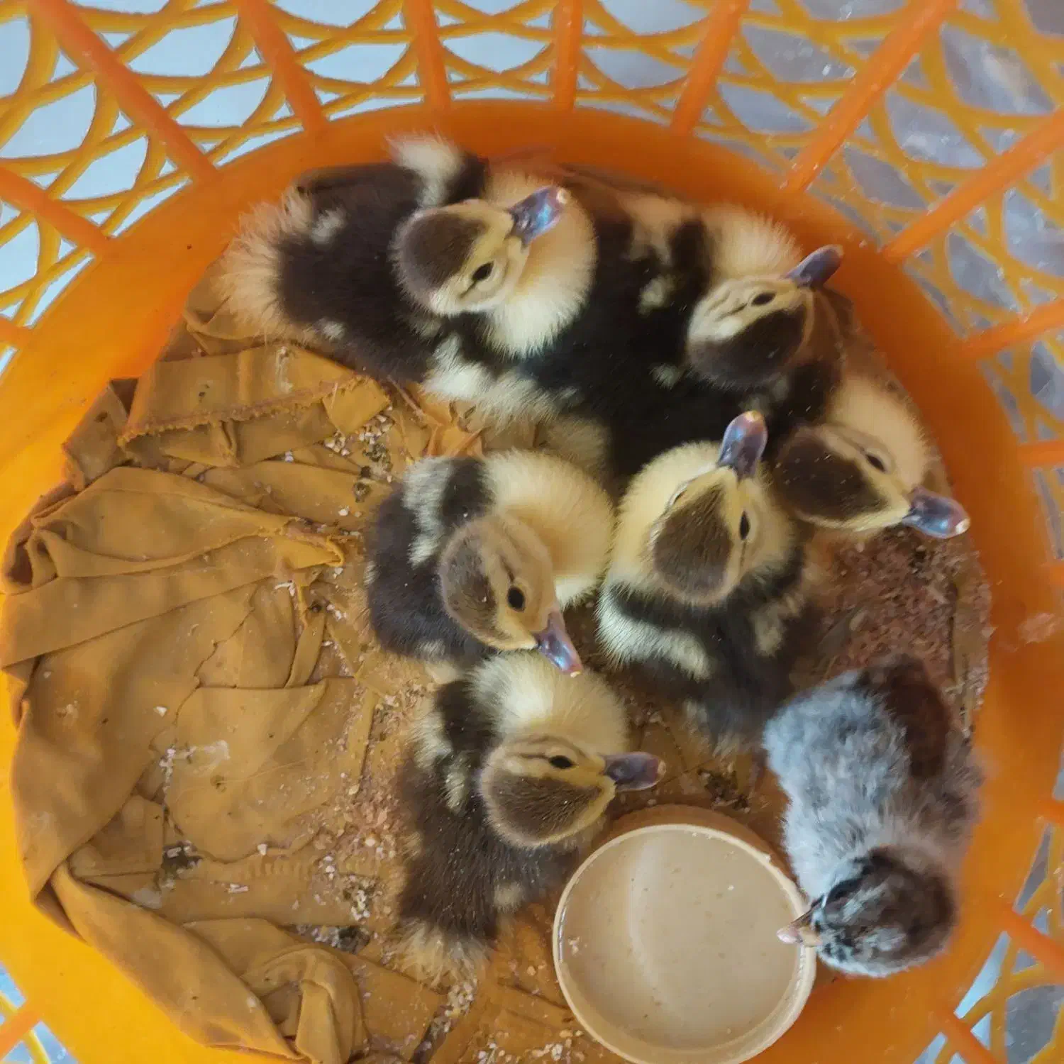 جوجه اردک اسراییلی روسی،تخم مرغ محلی،تخم بوقلمون|حیوانات مزرعه|اصفهان, ارغوانیه|دیوار