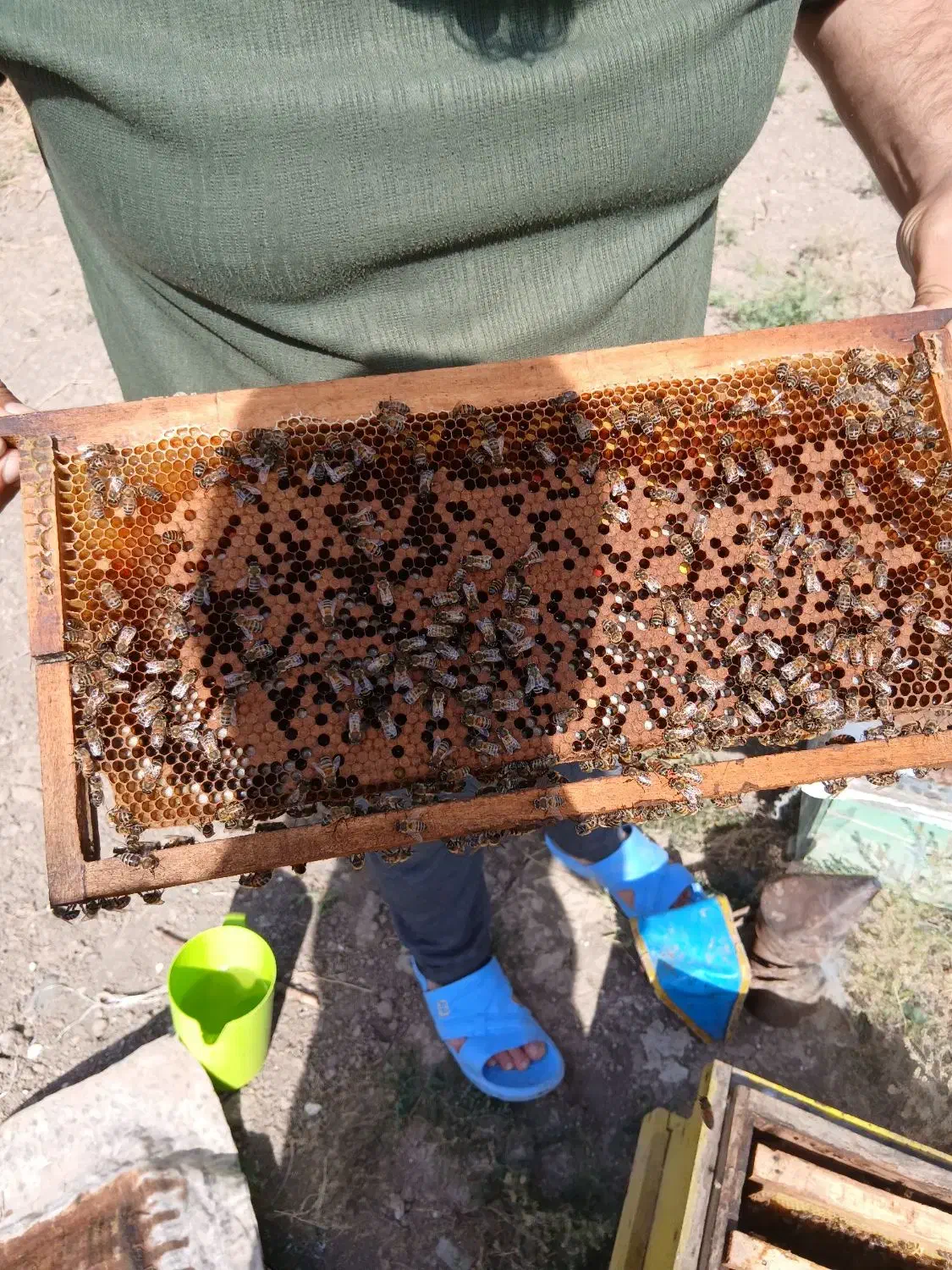 عسل طبیعی|خوردنی و آشامیدنی|قشلاق دشت, |دیوار