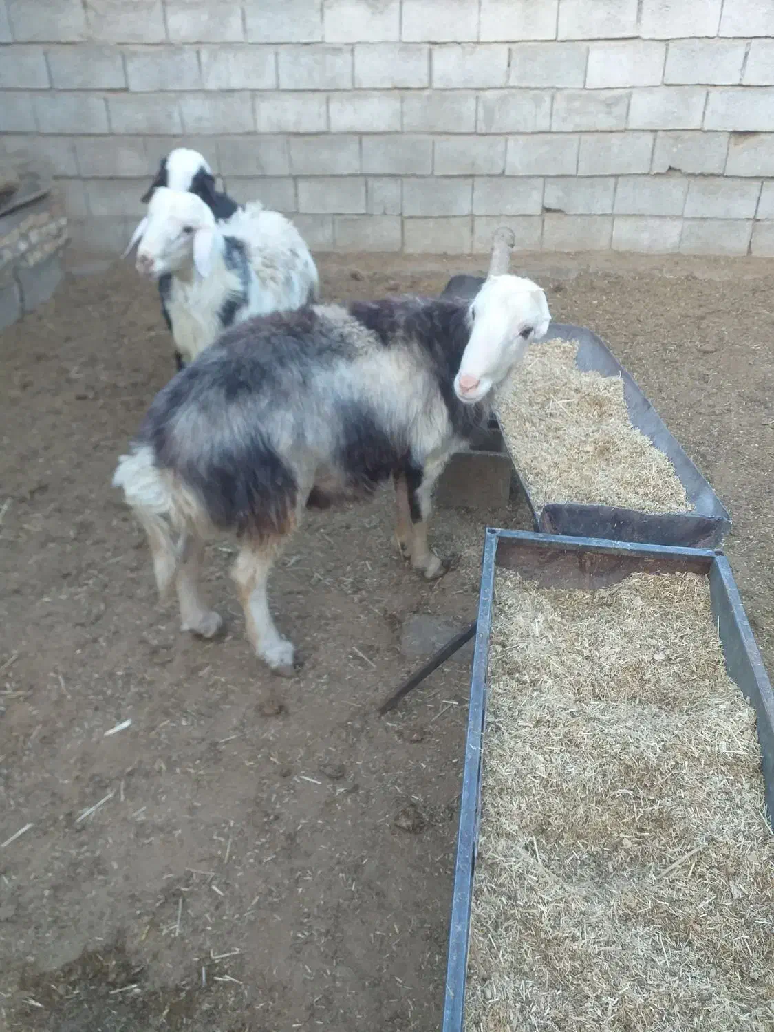 بره و قوچ|حیوانات مزرعه|عسگران, |دیوار