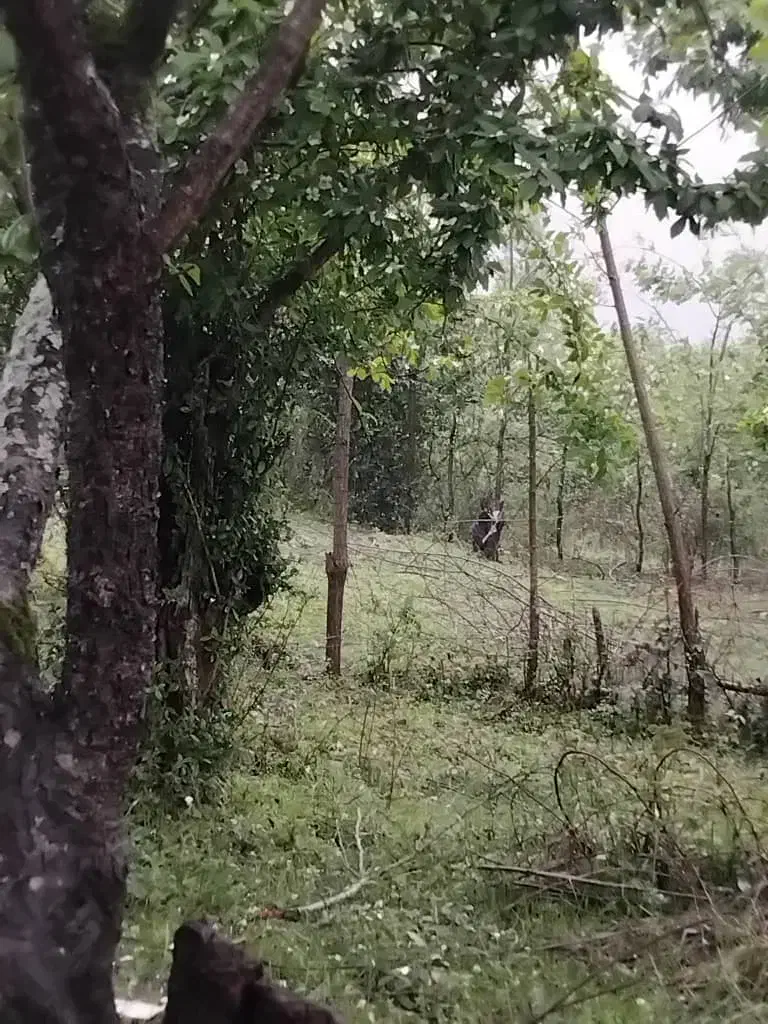 فروش زمین مسکونی در  پونل /  دوران|فروش زمین و ملک کلنگی|رضوانشهر, |دیوار