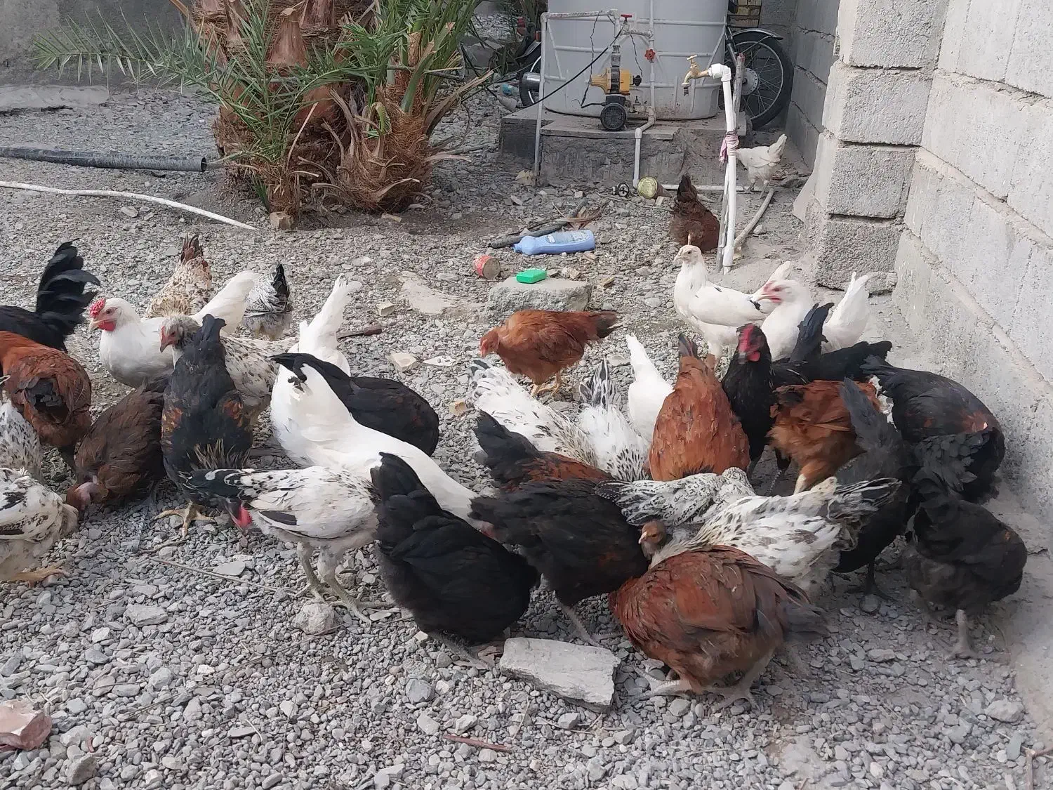 مرغ محلی|حیوانات مزرعه|منوجان, |دیوار