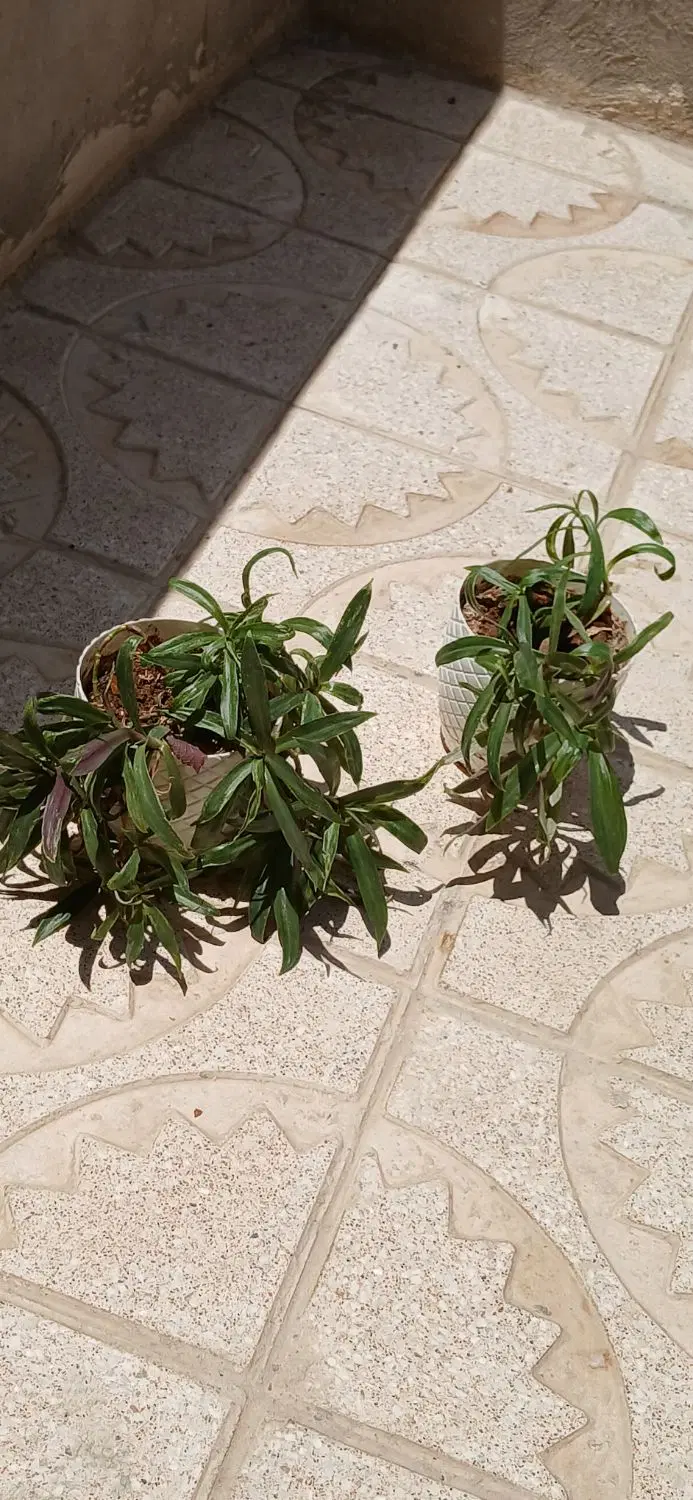 فروش گل|گل و گیاه طبیعی|ایلام, |دیوار